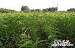 桃子施肥技术 桃子施肥技术视频