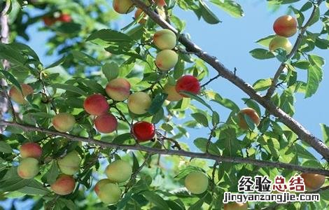 桃子施肥技术 桃子施肥技术视频