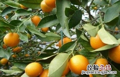 金桔种植方法 金桔种植方法冬天