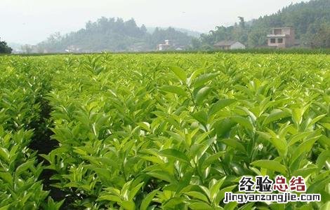 金桔种植方法 金桔种植方法冬天