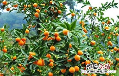金桔种植方法 金桔种植方法冬天