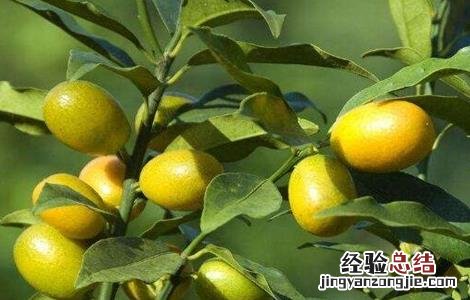 金桔种植方法 金桔种植方法冬天