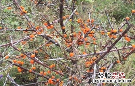 沙棘果种植技术视频 沙棘果种植技术