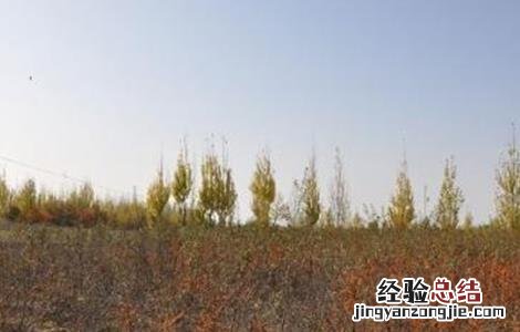 沙棘果种植技术视频 沙棘果种植技术