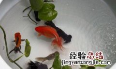 瓷盆养金鱼能养大 陶瓷金鱼盆养鱼