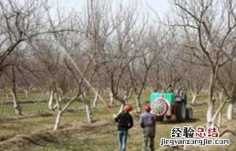 杏树的施肥方法 杏树的施肥方法是什么