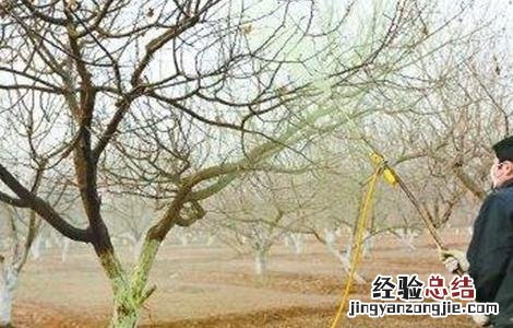 杏树的施肥方法 杏树的施肥方法是什么
