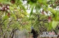 杏树的施肥方法 杏树的施肥方法是什么