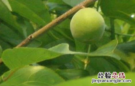 杏树不结果原因及解决方法 杏树不结果原因及解决方法