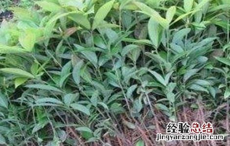 杨梅成活率低的原因 杨梅怎样栽培才成活率高