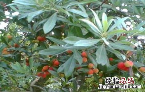 杨梅成活率低的原因 杨梅怎样栽培才成活率高