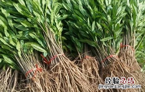 杨梅成活率低的原因 杨梅怎样栽培才成活率高