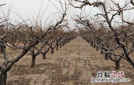 桃树早衰原因及防治措施 桃树早衰的原因及相关预防措施!