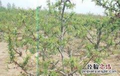 桃树早衰原因及防治措施 桃树早衰的原因及相关预防措施!
