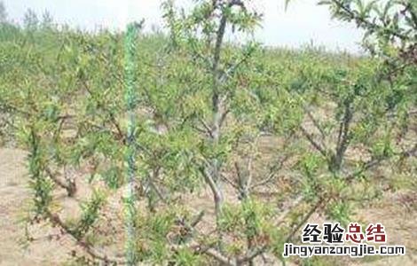 桃树早衰原因及防治措施 桃树早衰的原因及相关预防措施!