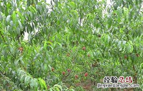 桃树早衰原因及防治措施 桃树早衰的原因及相关预防措施!
