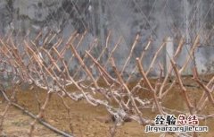 葡萄修剪技术要点 葡萄修剪技术要点总结