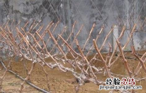 葡萄修剪技术要点 葡萄修剪技术要点总结