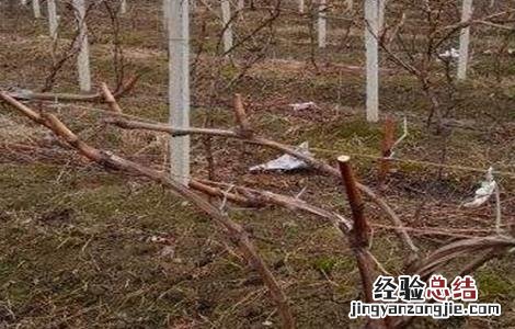 葡萄修剪技术要点 葡萄修剪技术要点总结