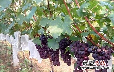 葡萄修剪技术要点 葡萄修剪技术要点总结