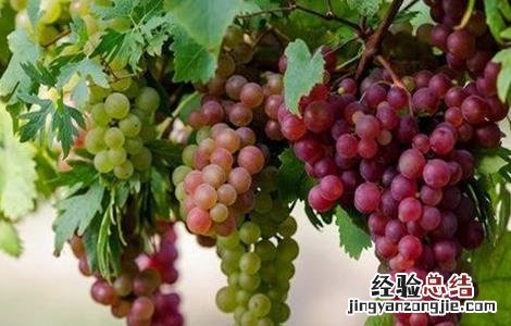 葡萄修剪技术要点 葡萄修剪技术要点总结