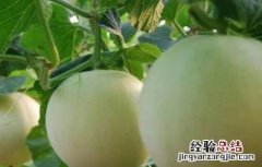甜瓜灌溉技术 甜瓜灌溉技术视频