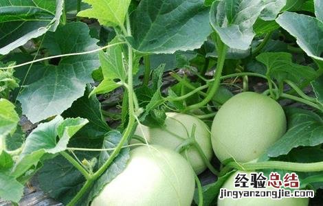 甜瓜灌溉技术 甜瓜灌溉技术视频