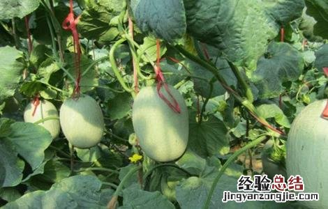 甜瓜灌溉技术 甜瓜灌溉技术视频