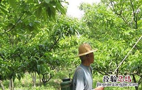 果树夏季喷药注意事项有哪些 果树夏季喷药注意事项