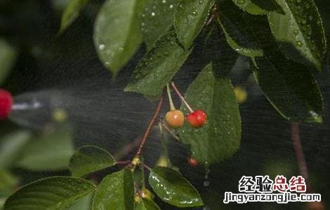 果树夏季喷药注意事项有哪些 果树夏季喷药注意事项