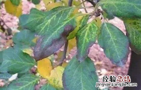 果树药害症状及补救措施图片 果树药害症状及补救措施