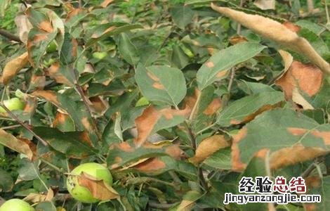 果树药害症状及补救措施图片 果树药害症状及补救措施