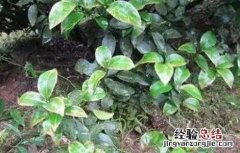 果树药害症状及补救措施图片 果树药害症状及补救措施