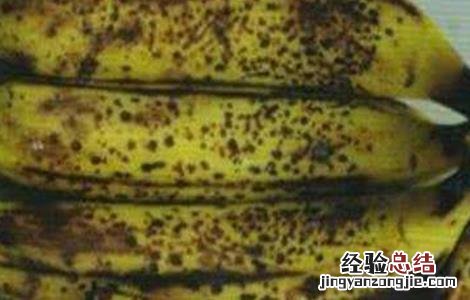香蕉水烂是什么原因 香蕉水烂原因及预防方法