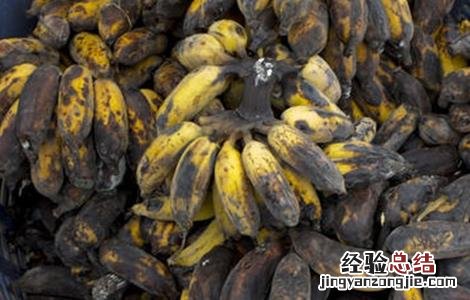 香蕉水烂是什么原因 香蕉水烂原因及预防方法