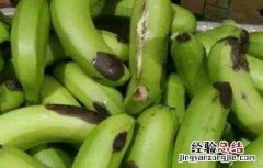 香蕉水烂是什么原因 香蕉水烂原因及预防方法