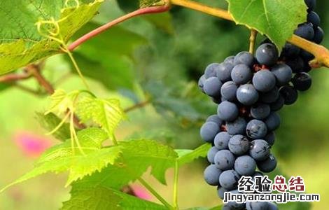山葡萄的种植方法和技术 山葡萄栽植需要注意什么