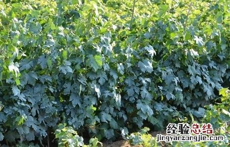 山葡萄的种植方法和技术 山葡萄栽植需要注意什么