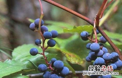 山葡萄的种植方法和技术 山葡萄栽植需要注意什么