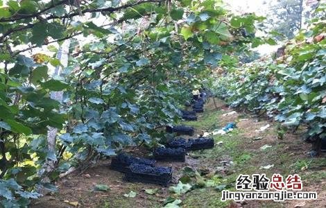 山葡萄的种植方法和技术 山葡萄栽植需要注意什么