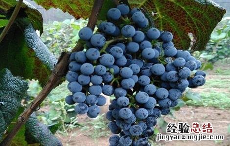 山葡萄的种植方法和技术 山葡萄栽植需要注意什么