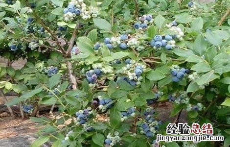 蓝莓高产栽培技术有哪些 蓝莓高产栽培技术