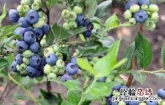 蓝莓高产栽培技术有哪些 蓝莓高产栽培技术