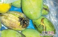 芒果烂果原因及防治方法 芒果裂果原因及防治措施