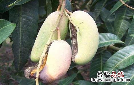 芒果烂果原因及防治方法 芒果裂果原因及防治措施