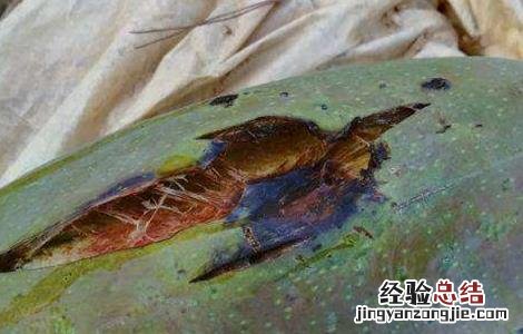 芒果烂果原因及防治方法 芒果裂果原因及防治措施