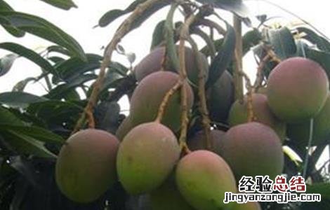 芒果烂果原因及防治方法 芒果裂果原因及防治措施
