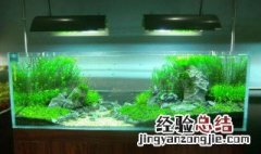 金鱼缸绿藻的优缺点 金鱼缸绿藻怎么养