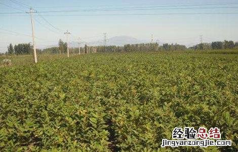 板栗种子育苗技术 板栗播种育苗技术
