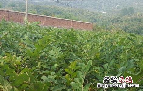 板栗种子育苗技术 板栗播种育苗技术